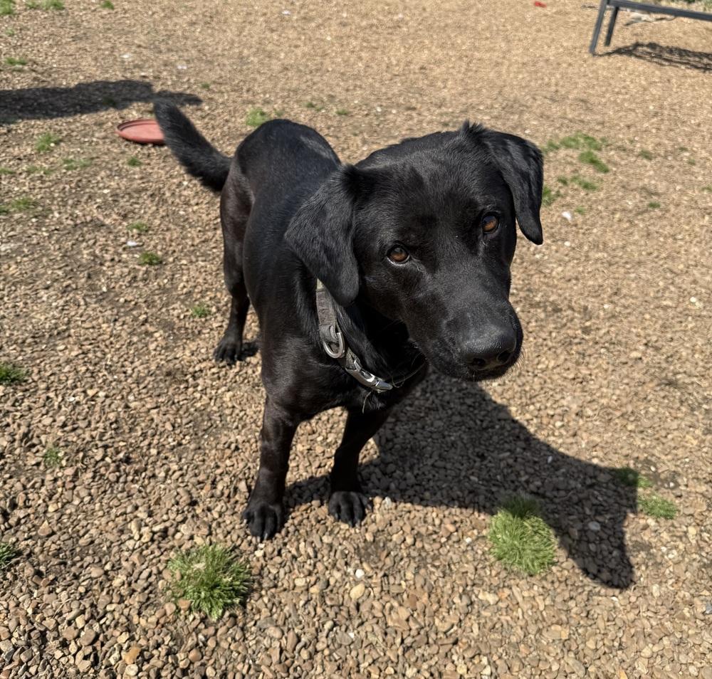 Enlarge THOMAS, a Adoptable mixed breed in Lexington, TN image 3/4