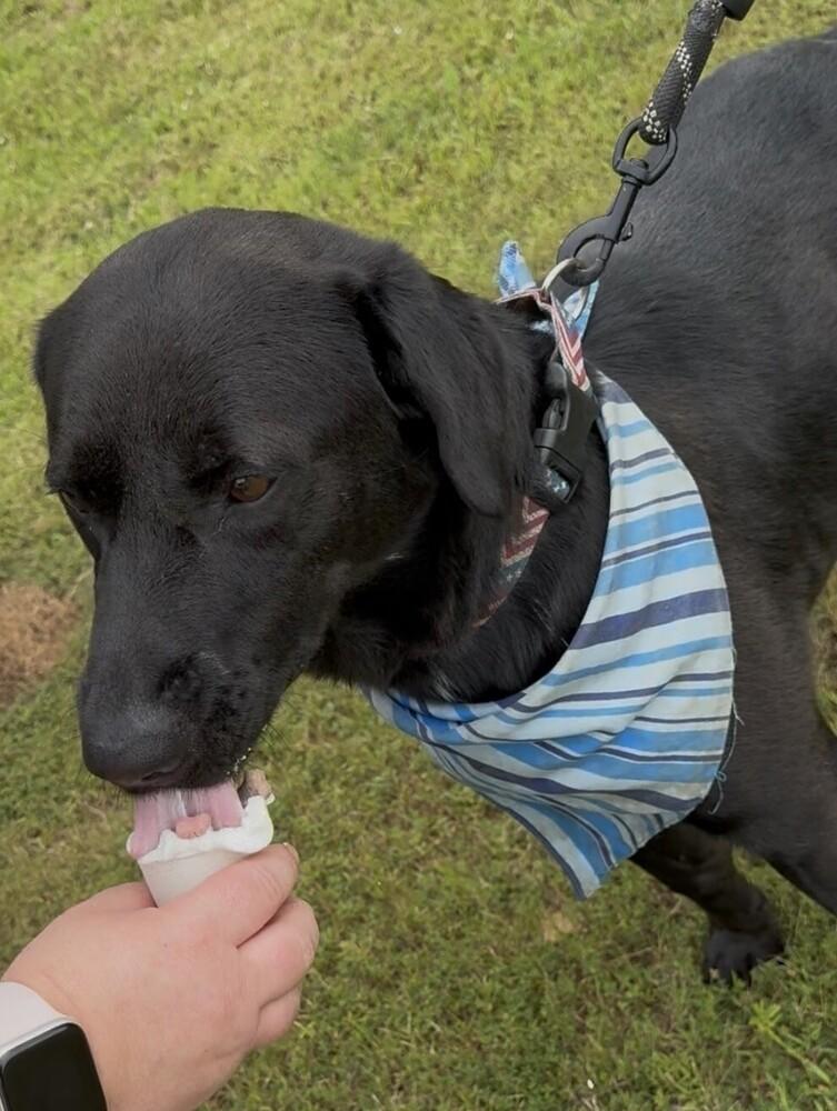 Enlarge THOMAS, a Adoptable mixed breed in Lexington, TN image 5/6