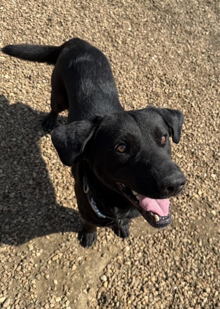 Enlarge THOMAS, a Adoptable mixed breed in Lexington, TN image 4/4