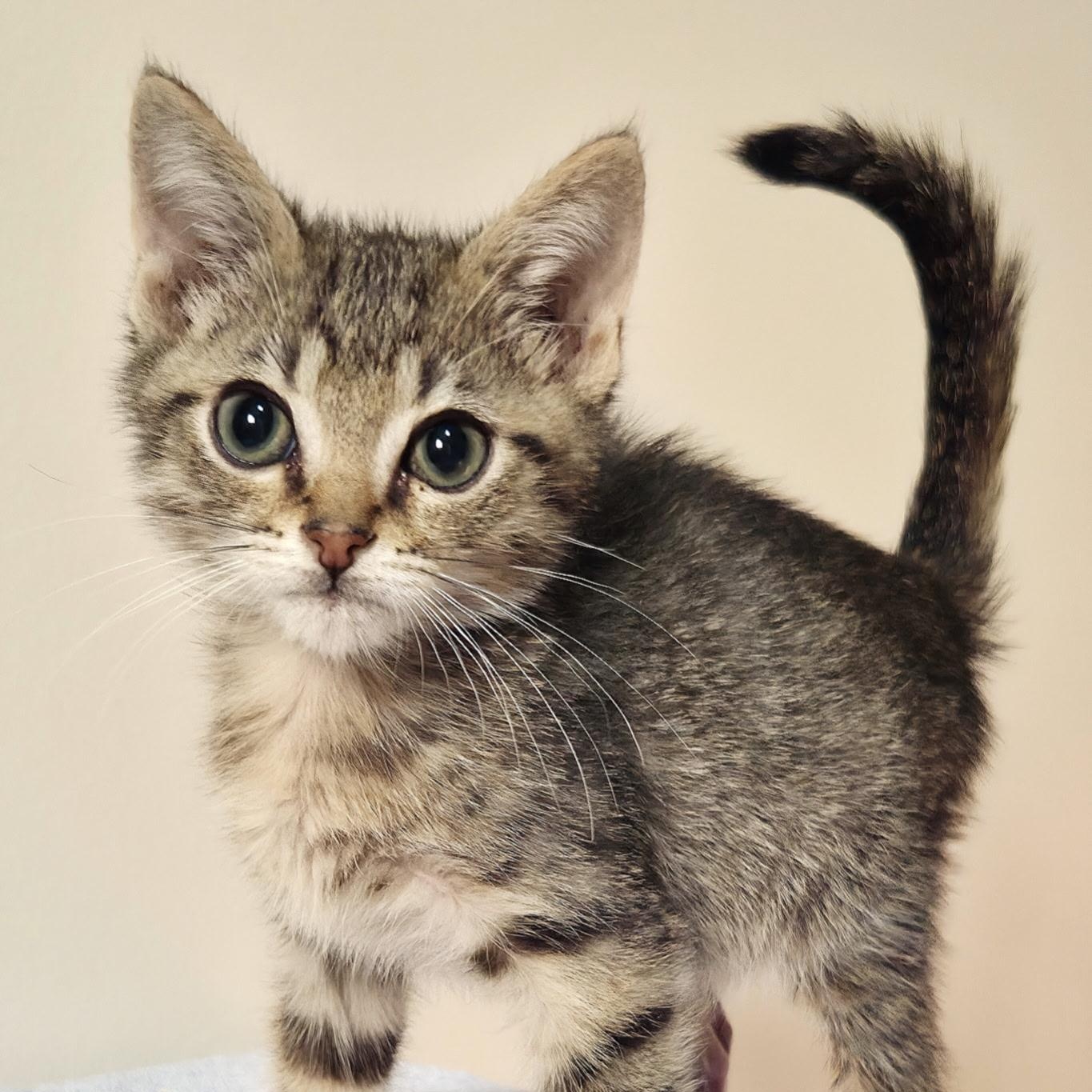 Tanuki -Preadoption ONLY, Adoptable, Kitten Male Domestic Short Hair.