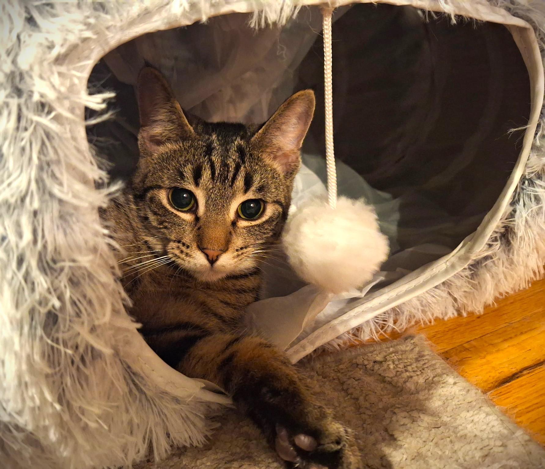 Enlarge Comet, a ADOPTABLE Domestic Short Hair in Mankato, MN image 2/6