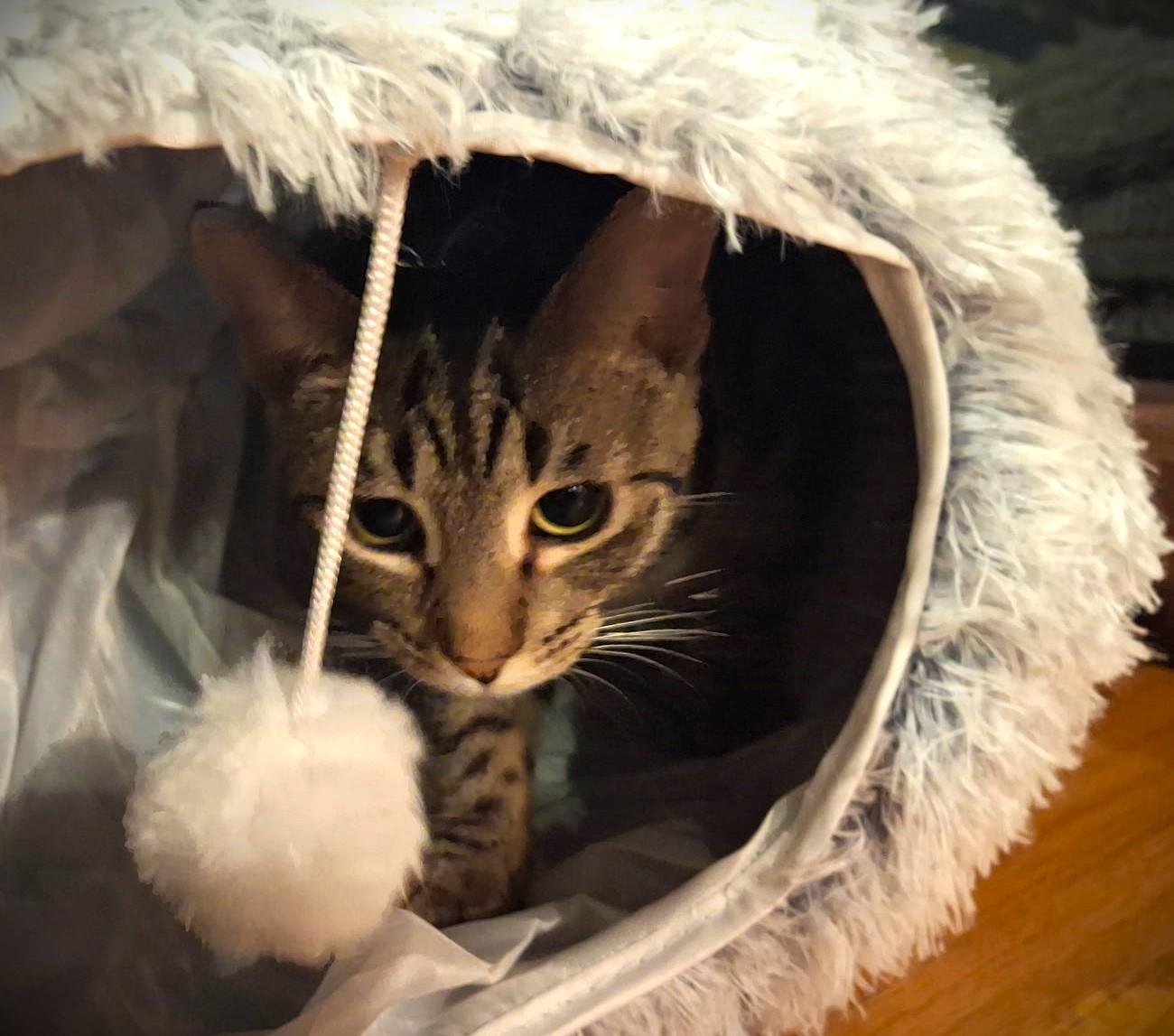 Enlarge Comet, a ADOPTABLE Domestic Short Hair in Mankato, MN image 4/6