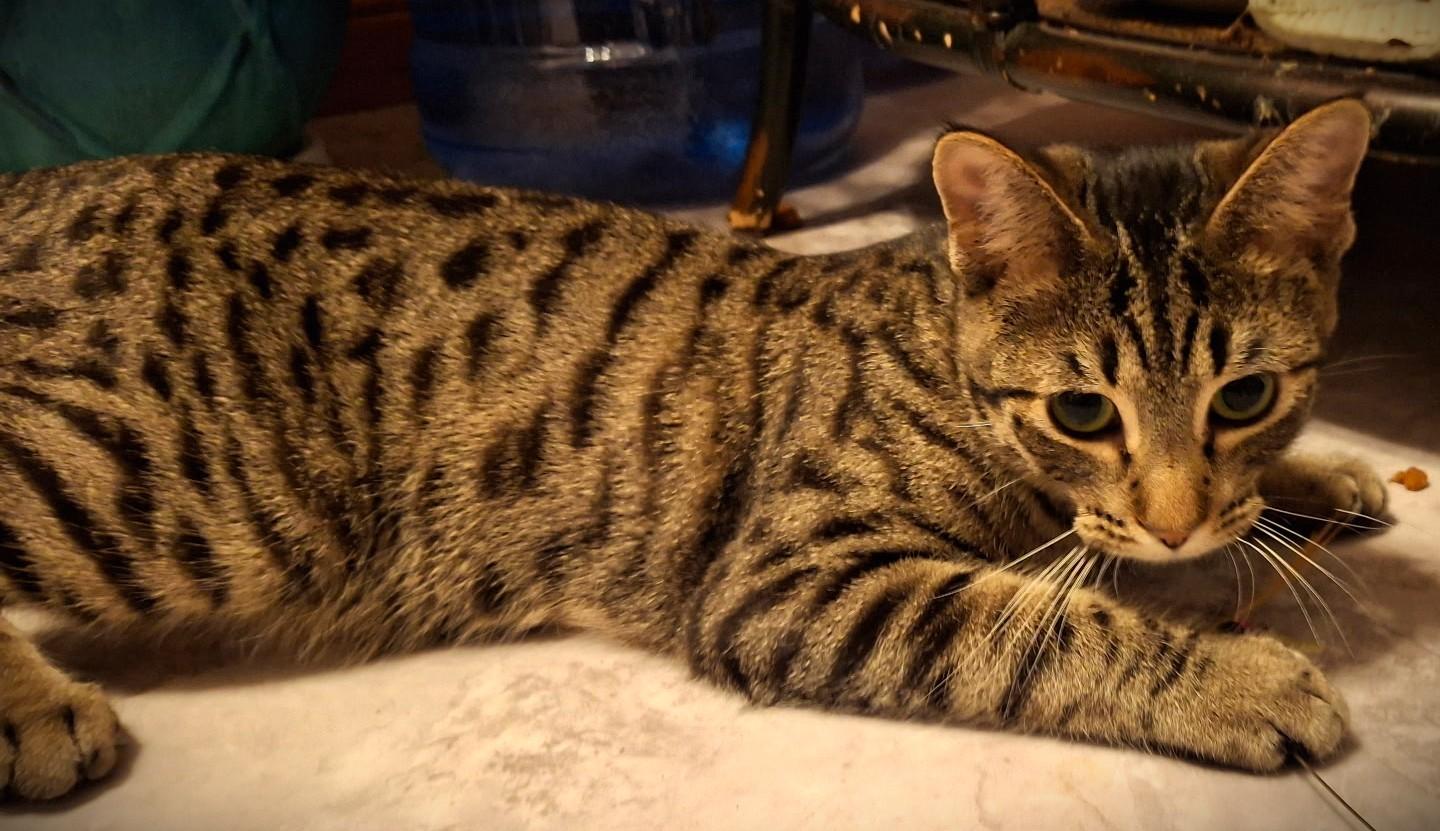 Comet, ADOPTABLE, Kitten Male Domestic Short Hair.