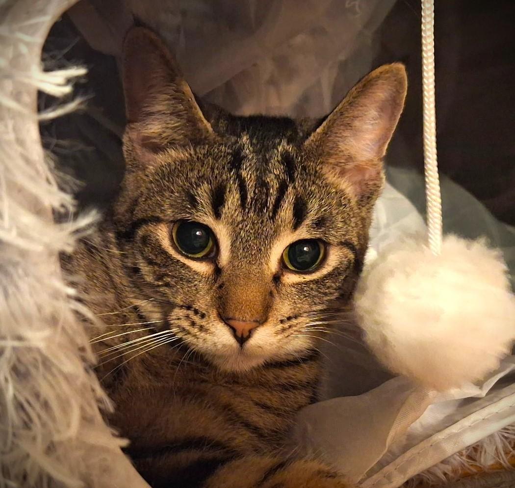 Comet, ADOPTABLE, Kitten Male Domestic Short Hair.