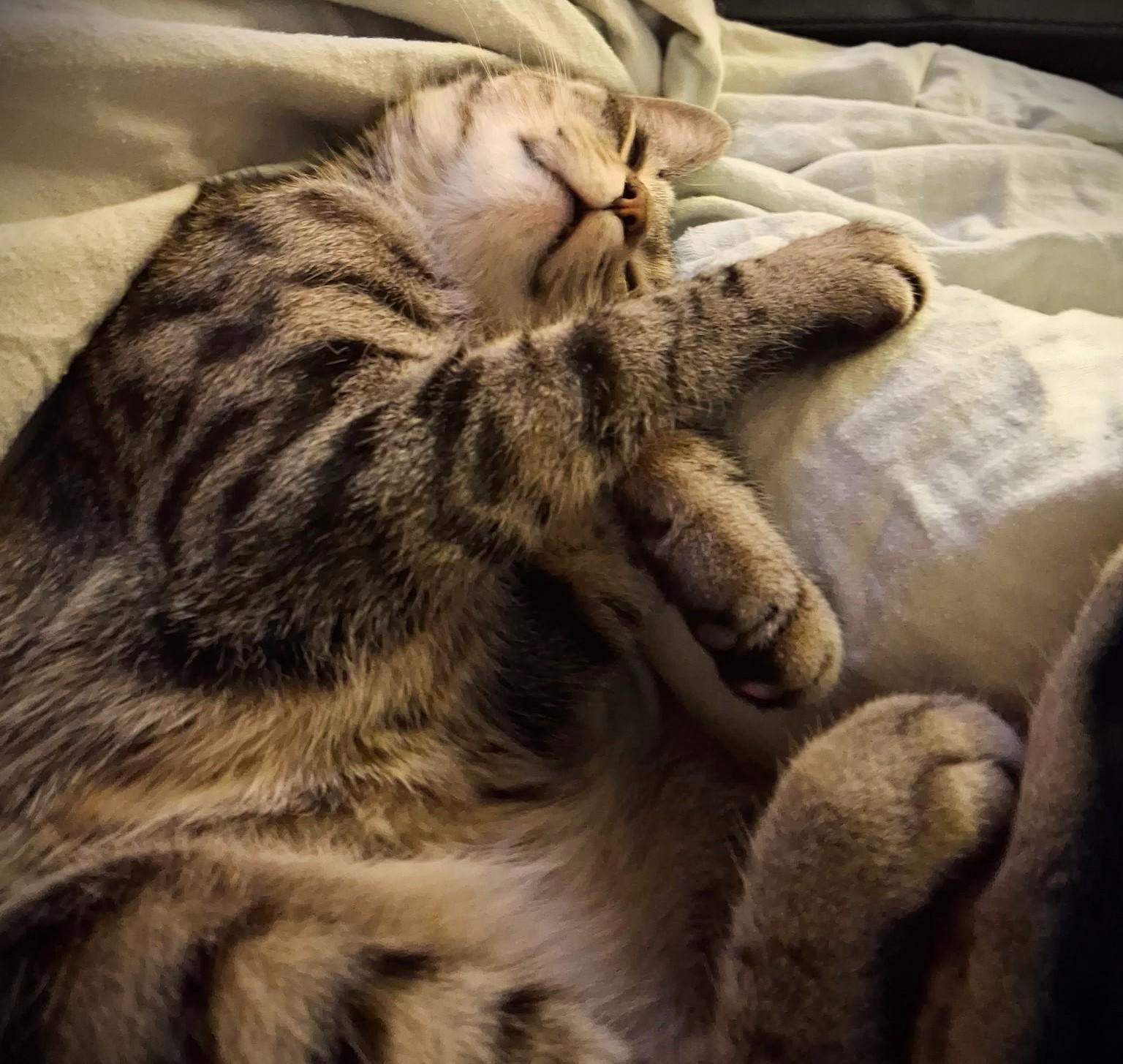 Enlarge Comet, a ADOPTABLE Domestic Short Hair in Mankato, MN image 5/6