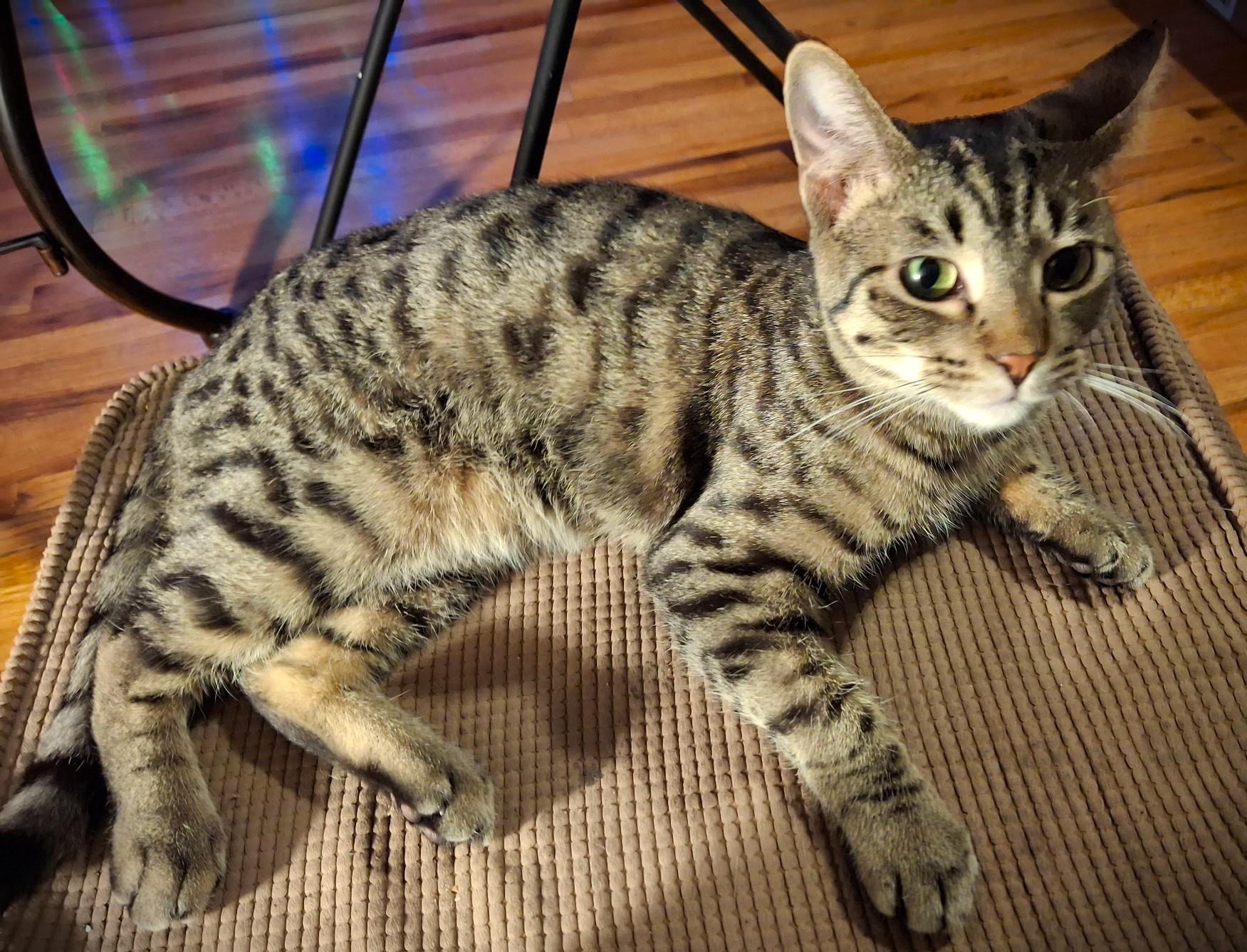 Enlarge Comet, a ADOPTABLE Domestic Short Hair in Mankato, MN image 6/6