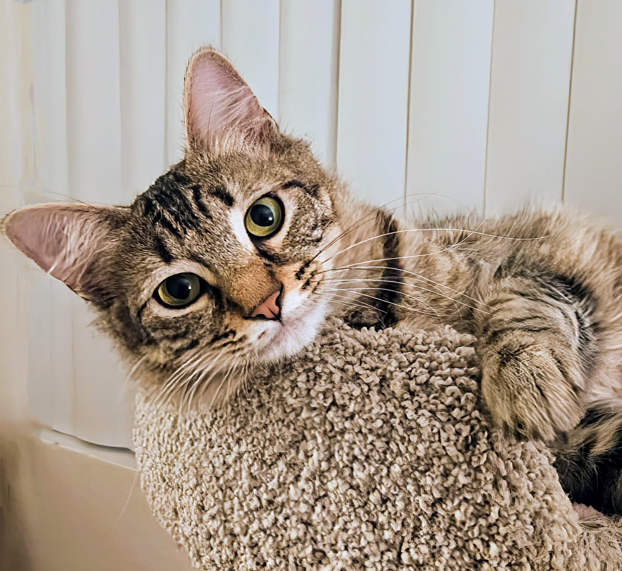 Enlarge Gracie - Rancho Cucamonga PetSmart, an adopted Domestic Medium Hair in Rancho Cucamonga, CA image 3/4