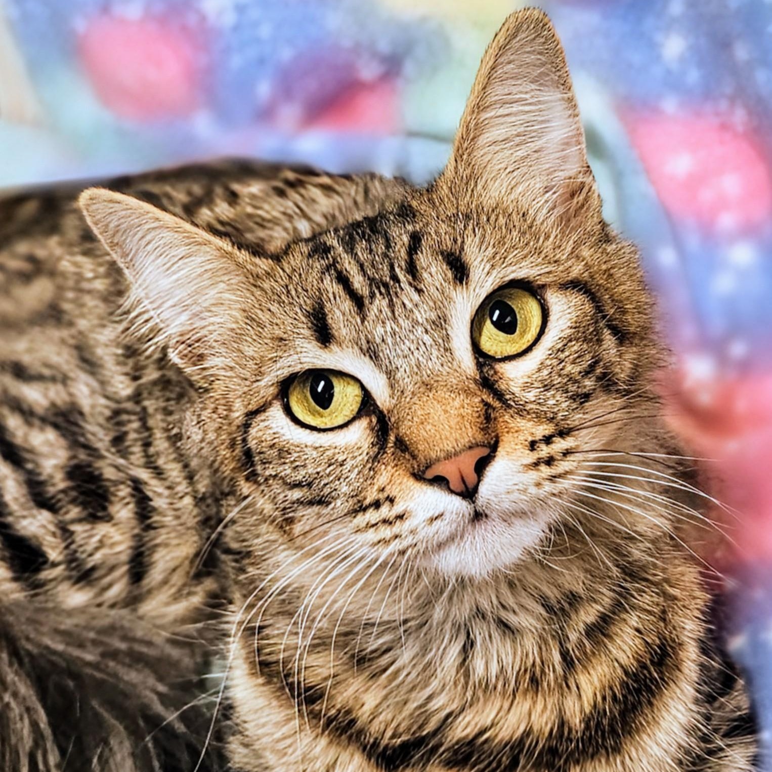 Enlarge Gracie - Rancho Cucamonga PetSmart, an adopted Domestic Medium Hair in Rancho Cucamonga, CA image 1/4