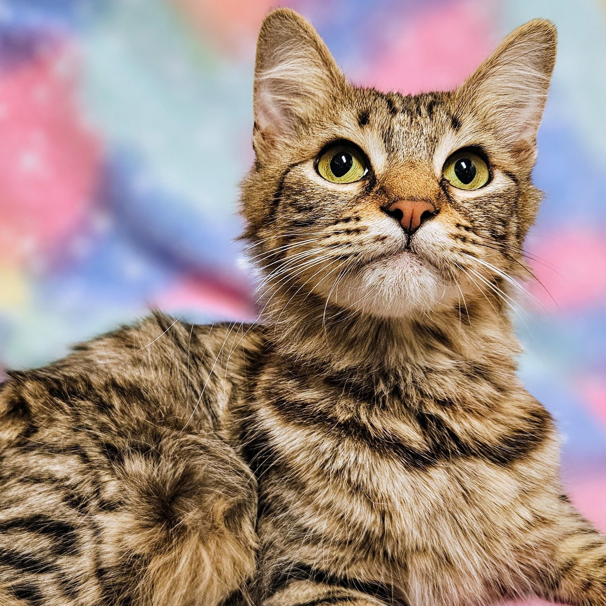 Enlarge Gracie - Rancho Cucamonga PetSmart, an adopted Domestic Medium Hair in Rancho Cucamonga, CA image 2/4