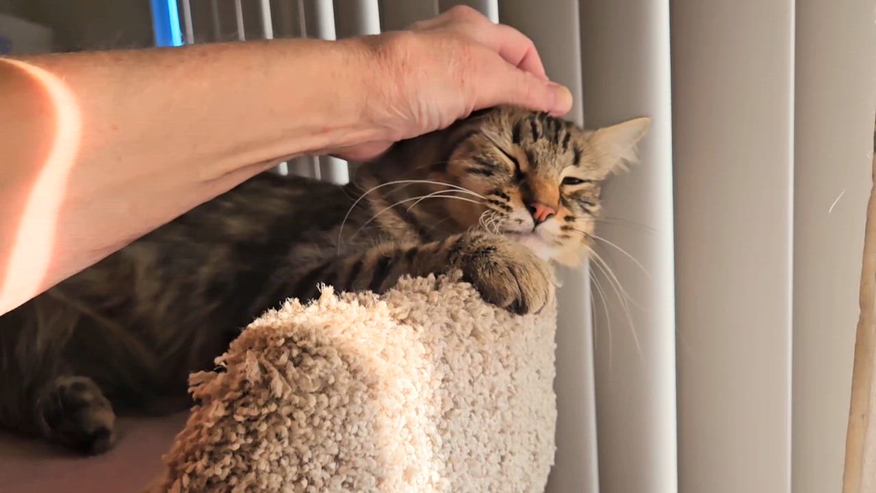 Enlarge Gracie - Rancho Cucamonga PetSmart, an adopted Domestic Medium Hair in Rancho Cucamonga, CA video 4/4