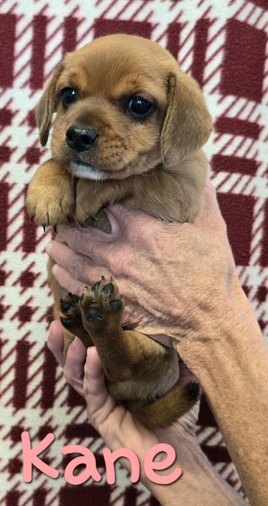 Enlarge Kane, a Adopted mixed breed in Murphysboro, IL image 1/3