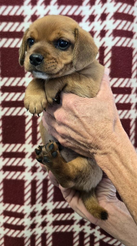 Enlarge Kane, a Adopted mixed breed in Murphysboro, IL image 2/3
