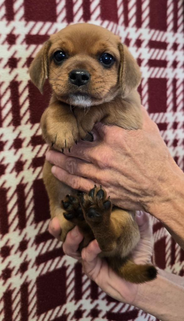 Enlarge Kane, a Adopted mixed breed in Murphysboro, IL image 3/3