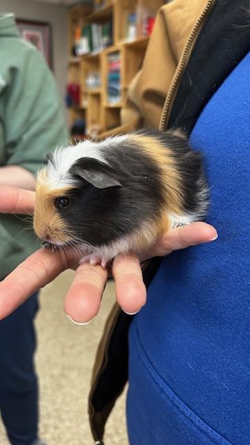 Pinto, Adoptable, Baby Female Guinea Pig & Guinea Pig.