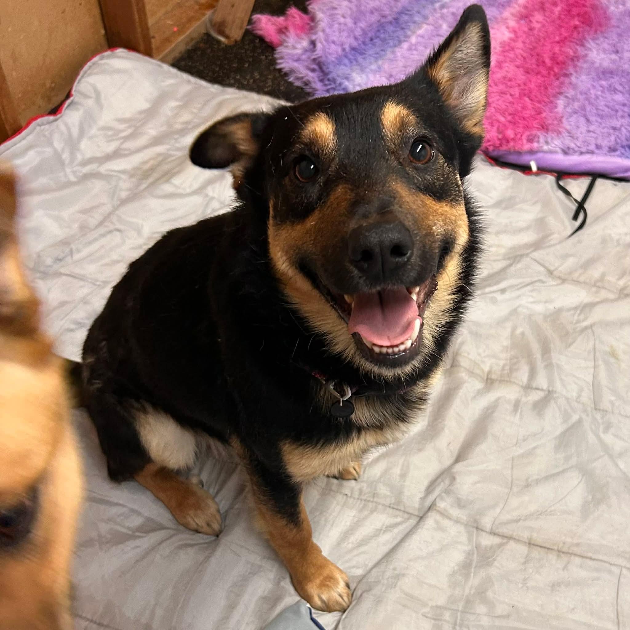 Enlarge ZeeZee, a ADOPTABLE mixed breed in Edmonton, AB image 2/6