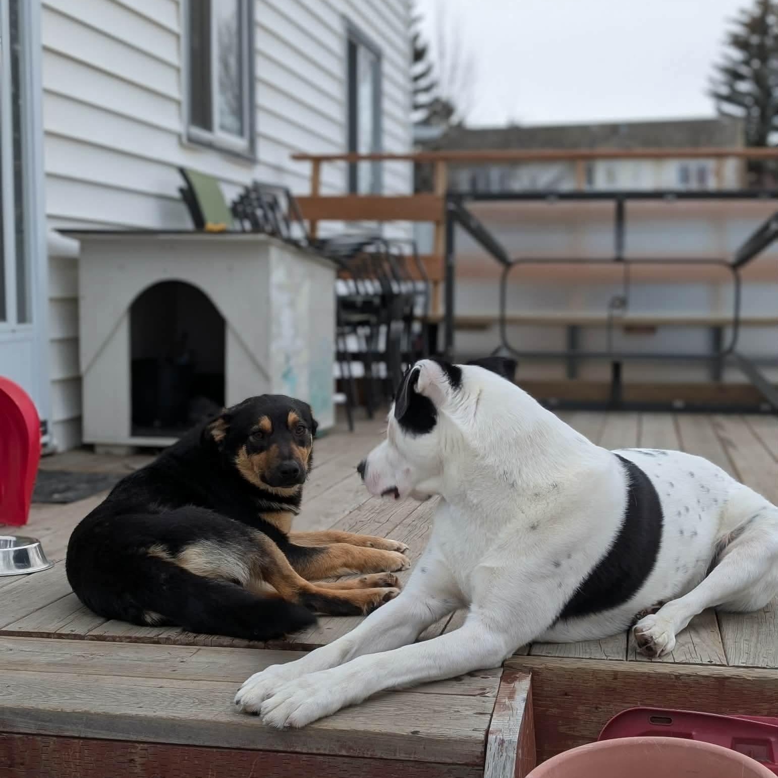 Enlarge ZeeZee, a ADOPTABLE mixed breed in Edmonton, AB image 3/6