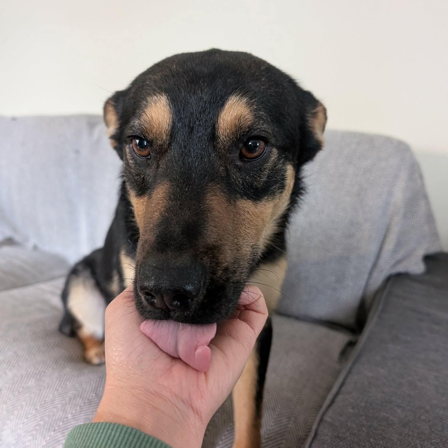 Enlarge ZeeZee, a ADOPTABLE mixed breed in Edmonton, AB image 6/6