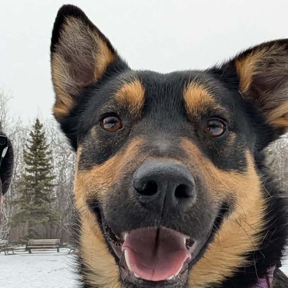 Enlarge ZeeZee, a ADOPTABLE mixed breed in Edmonton, AB image 1/6