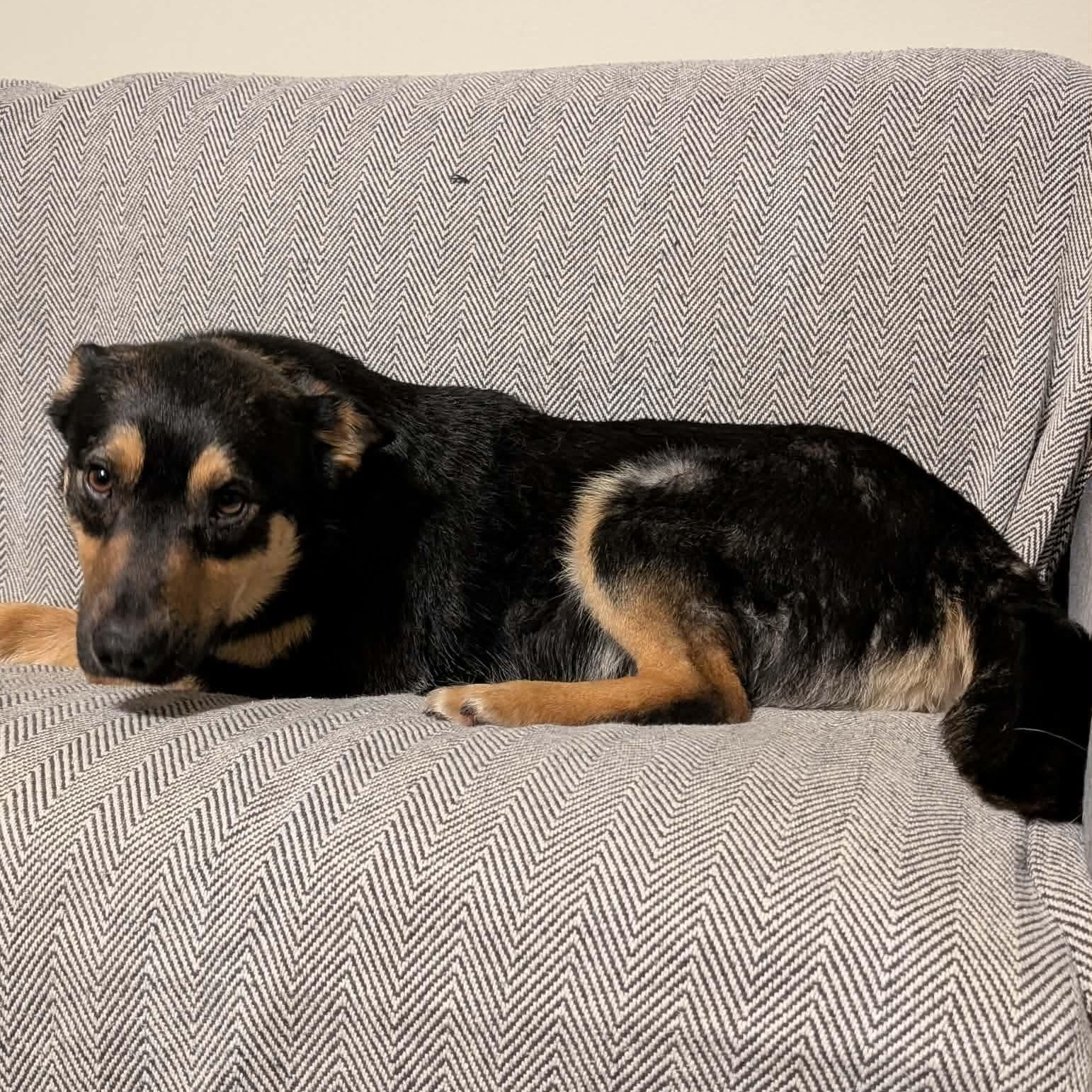 Enlarge ZeeZee, a ADOPTABLE mixed breed in Edmonton, AB image 4/6