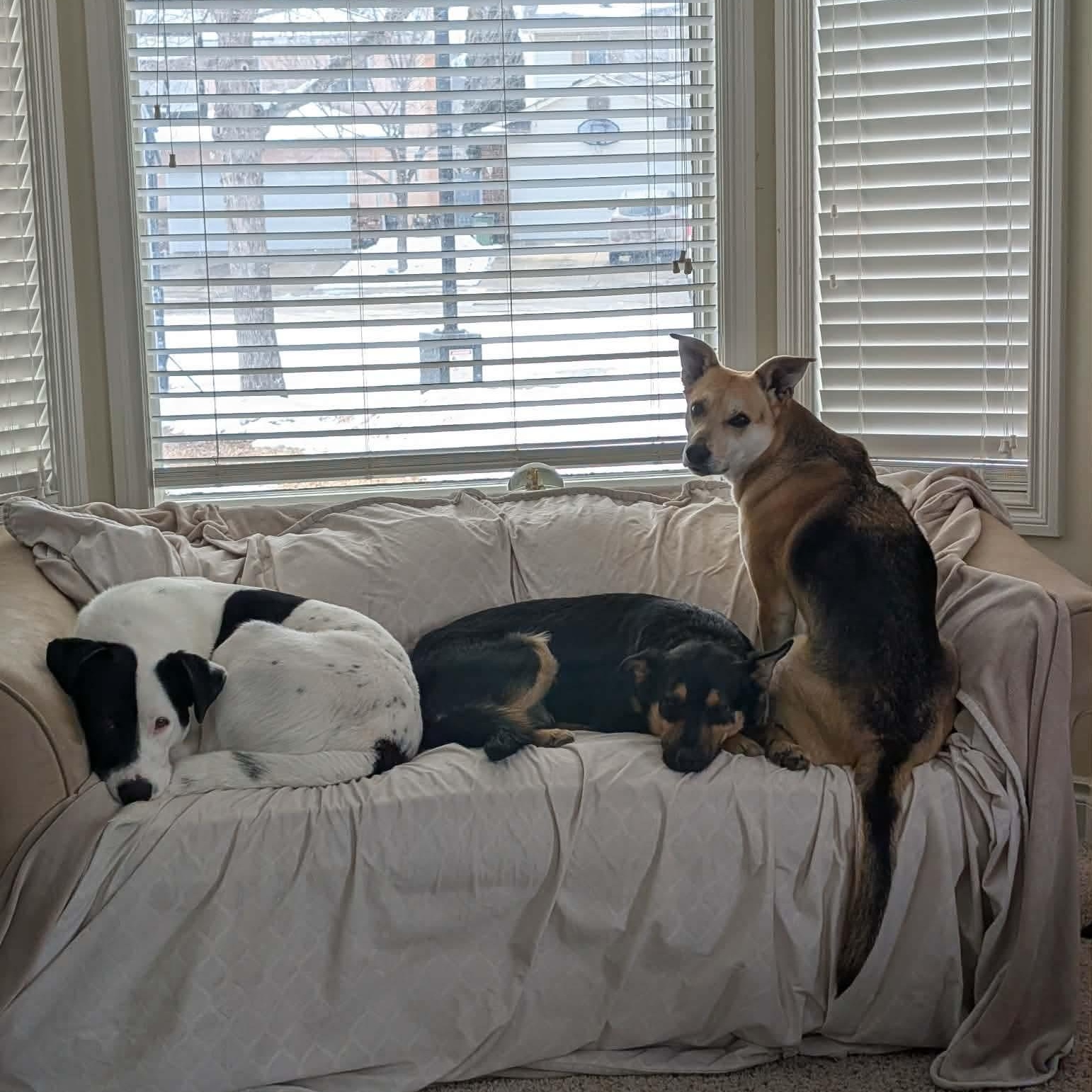 Enlarge ZeeZee, a ADOPTABLE mixed breed in Edmonton, AB image 5/6