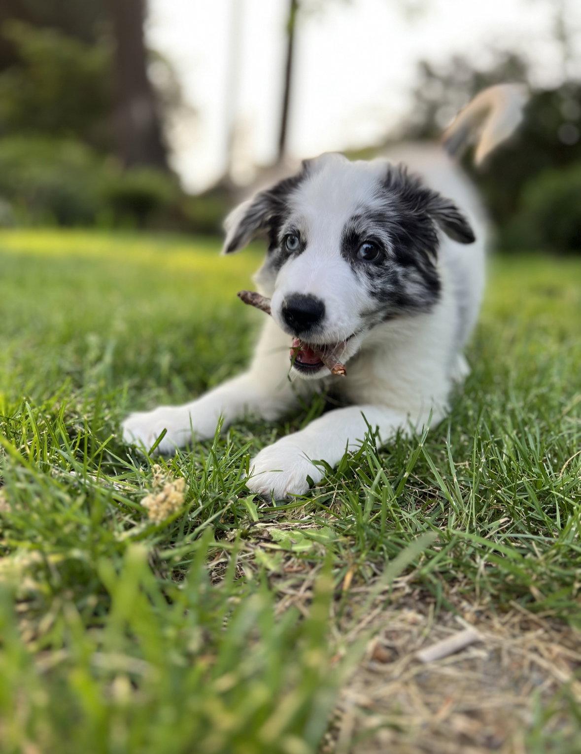 Bennett- R, Adopted, Puppy Male Australian Shepherd.