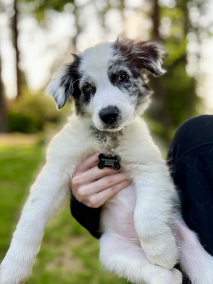 Enlarge Bennett- R, a Adopted Australian Shepherd in Bothell, WA image 2/3