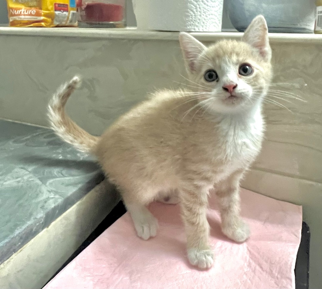 Louie , Adopted, Kitten Male Domestic Short Hair.