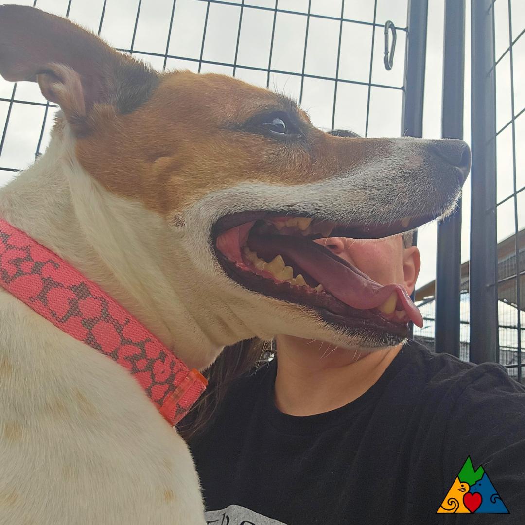 Star, an adoptable Mixed Breed, Jack Russell Terrier in Douglas, WY, 82633 | Photo Image 3