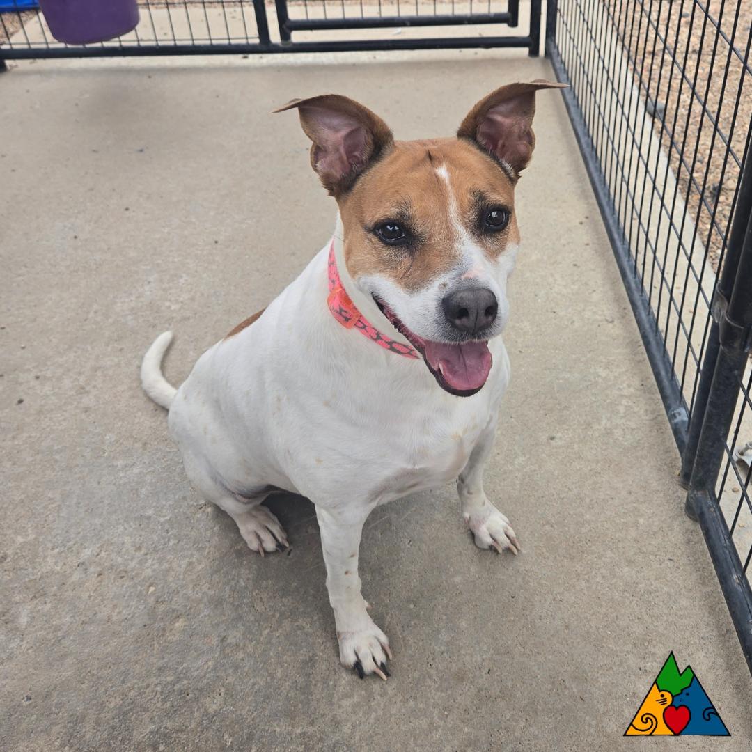 Star, an adoptable Mixed Breed, Jack Russell Terrier in Douglas, WY, 82633 | Photo Image 6