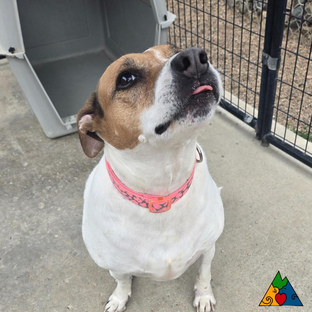 Star, an adoptable Mixed Breed, Jack Russell Terrier in Douglas, WY, 82633 | Photo Image 1