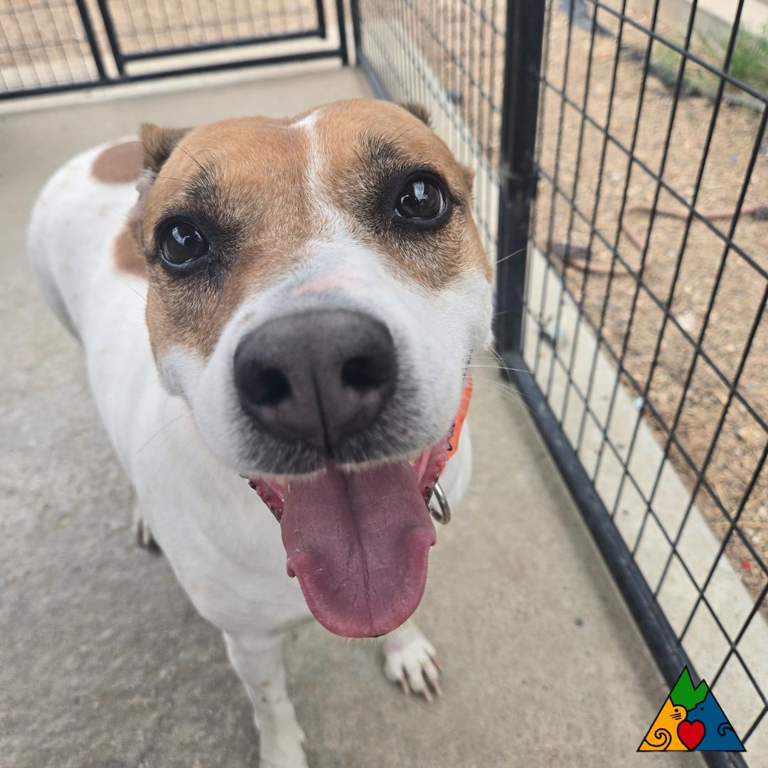 Star, an adoptable Mixed Breed, Jack Russell Terrier in Douglas, WY, 82633 | Photo Image 2