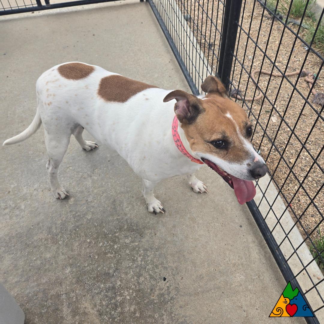 Star, an adoptable Mixed Breed, Jack Russell Terrier in Douglas, WY, 82633 | Photo Image 5