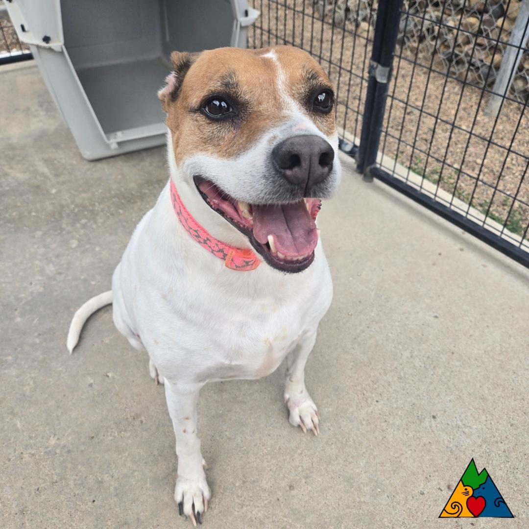 Star, an adoptable Mixed Breed, Jack Russell Terrier in Douglas, WY, 82633 | Photo Image 4