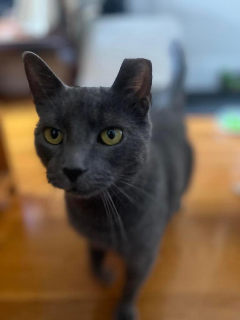 Gracie (meet me in foster care!), Adoptable, Adult Female Domestic Short Hair.