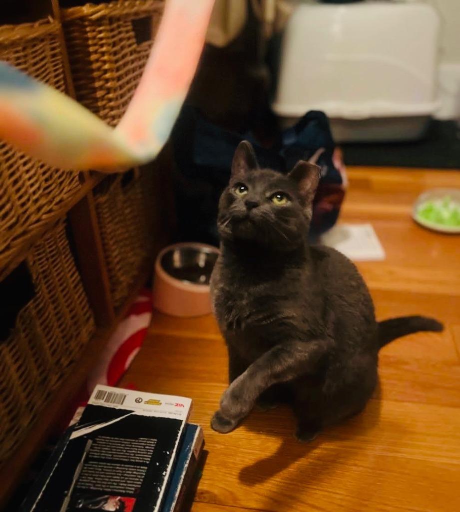 Enlarge Gracie (meet me in foster care!), a Adoptable mixed breed in Brooklyn, NY image 2/6