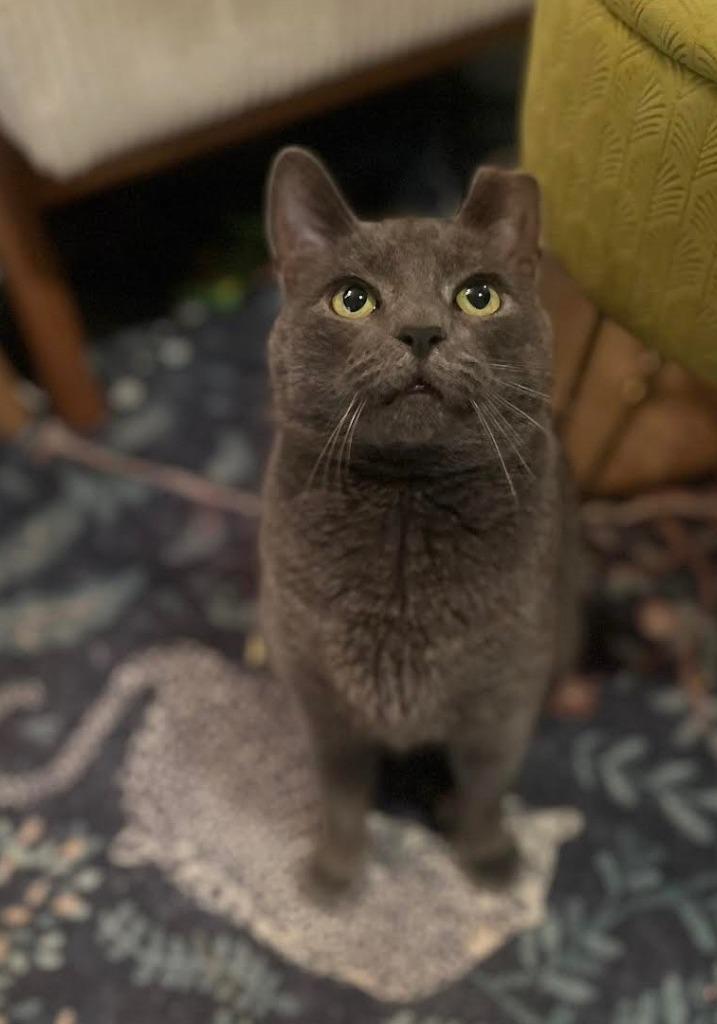 Enlarge Gracie (meet me in foster care!), a Adoptable mixed breed in Brooklyn, NY image 3/6