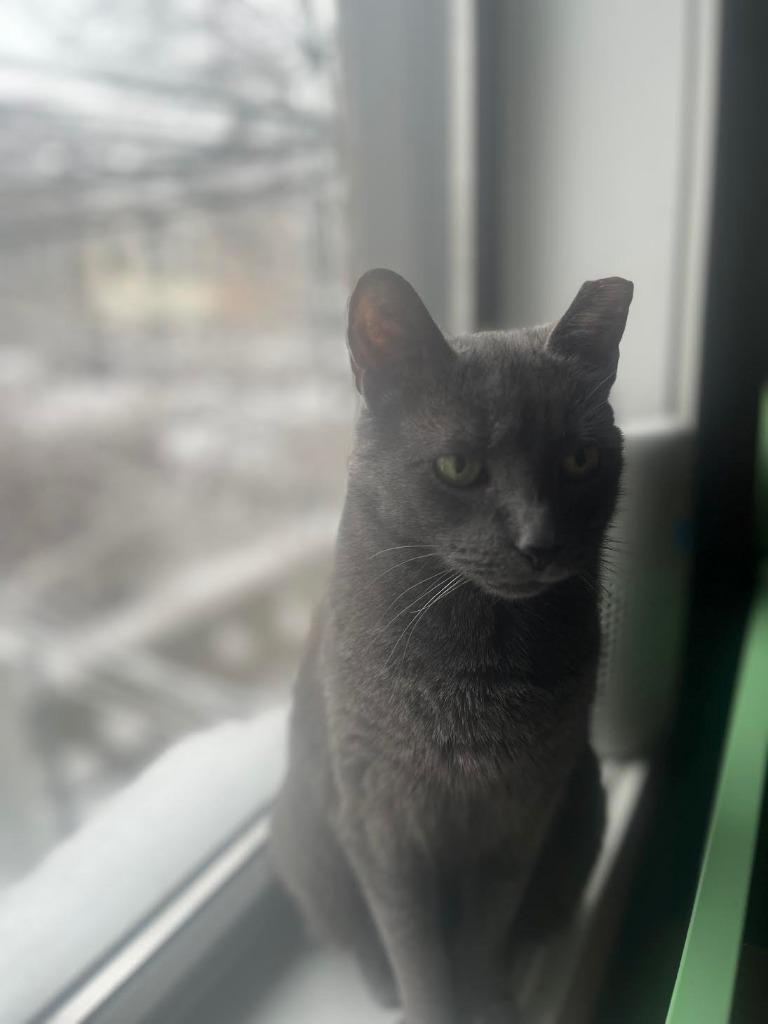 Enlarge Gracie (meet me in foster care!), a Adoptable mixed breed in Brooklyn, NY image 4/6