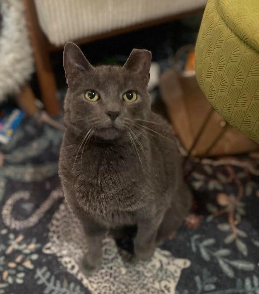 Enlarge Gracie (meet me in foster care!), a Adoptable mixed breed in Brooklyn, NY image 5/6