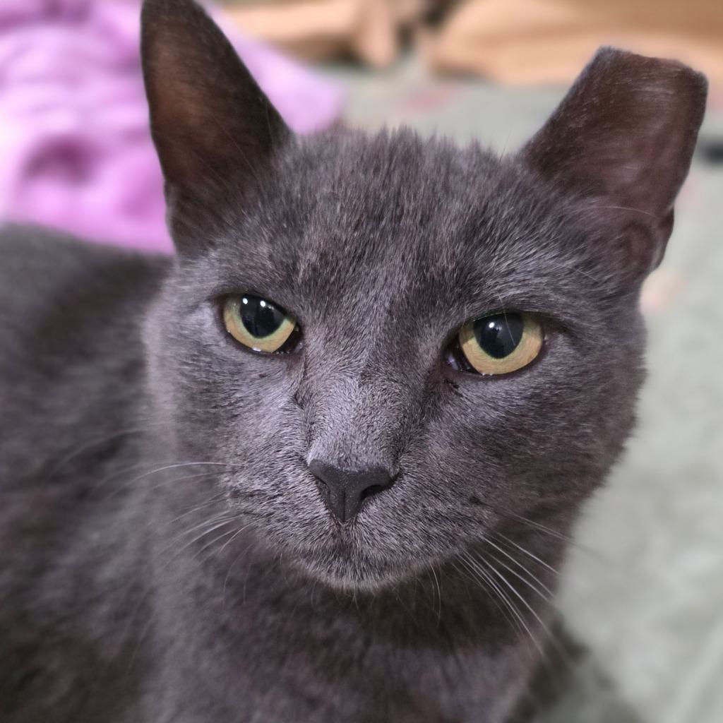 Enlarge Gracie (meet me in foster care!), a Adoptable mixed breed in Brooklyn, NY image 6/6