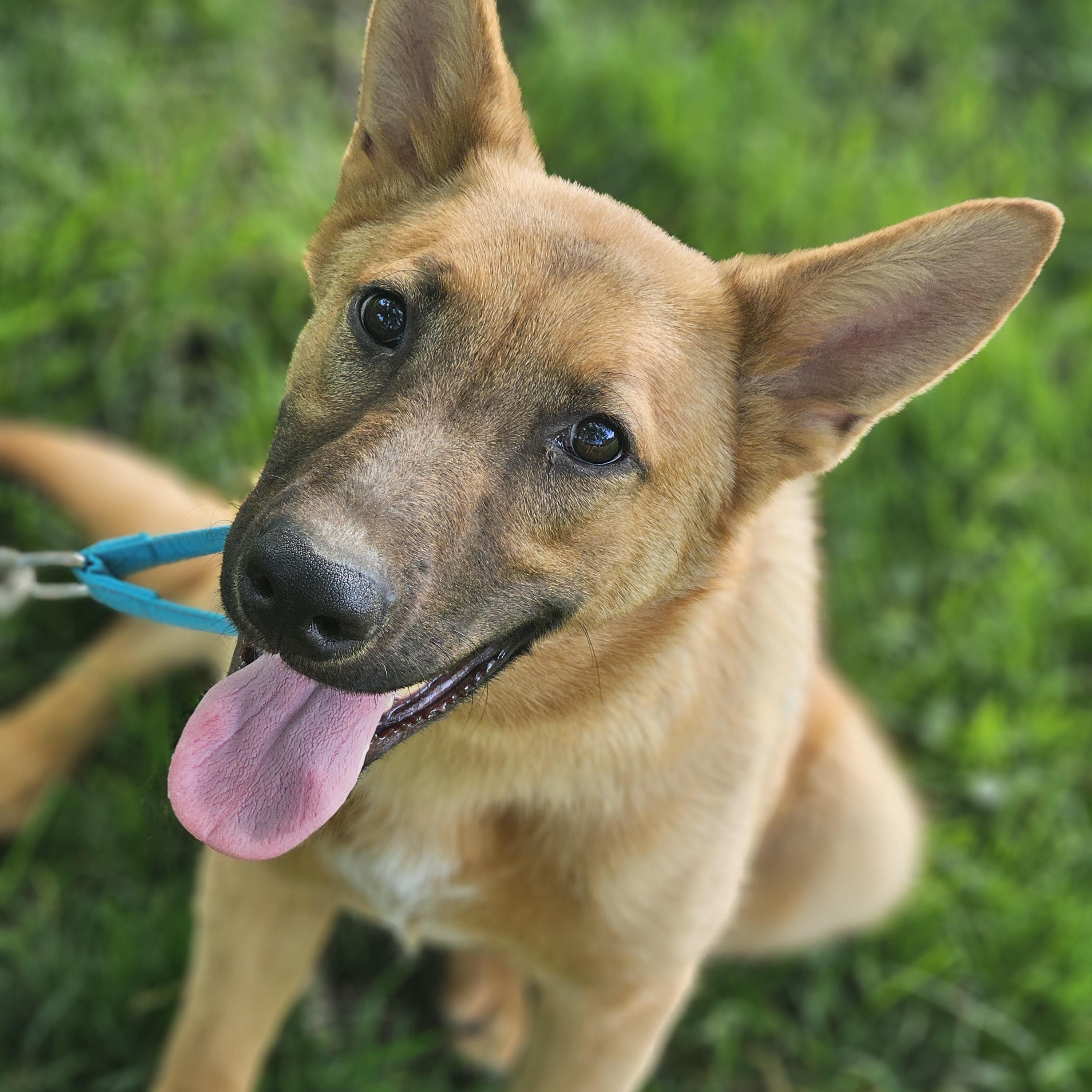 Enlarge Delilah so il, a Adoptable mixed breed in MURPHYSBORO , IL image 6/6