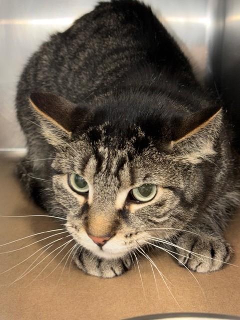 Maximus, ADOPTABLE, Adult Male Domestic Short Hair.