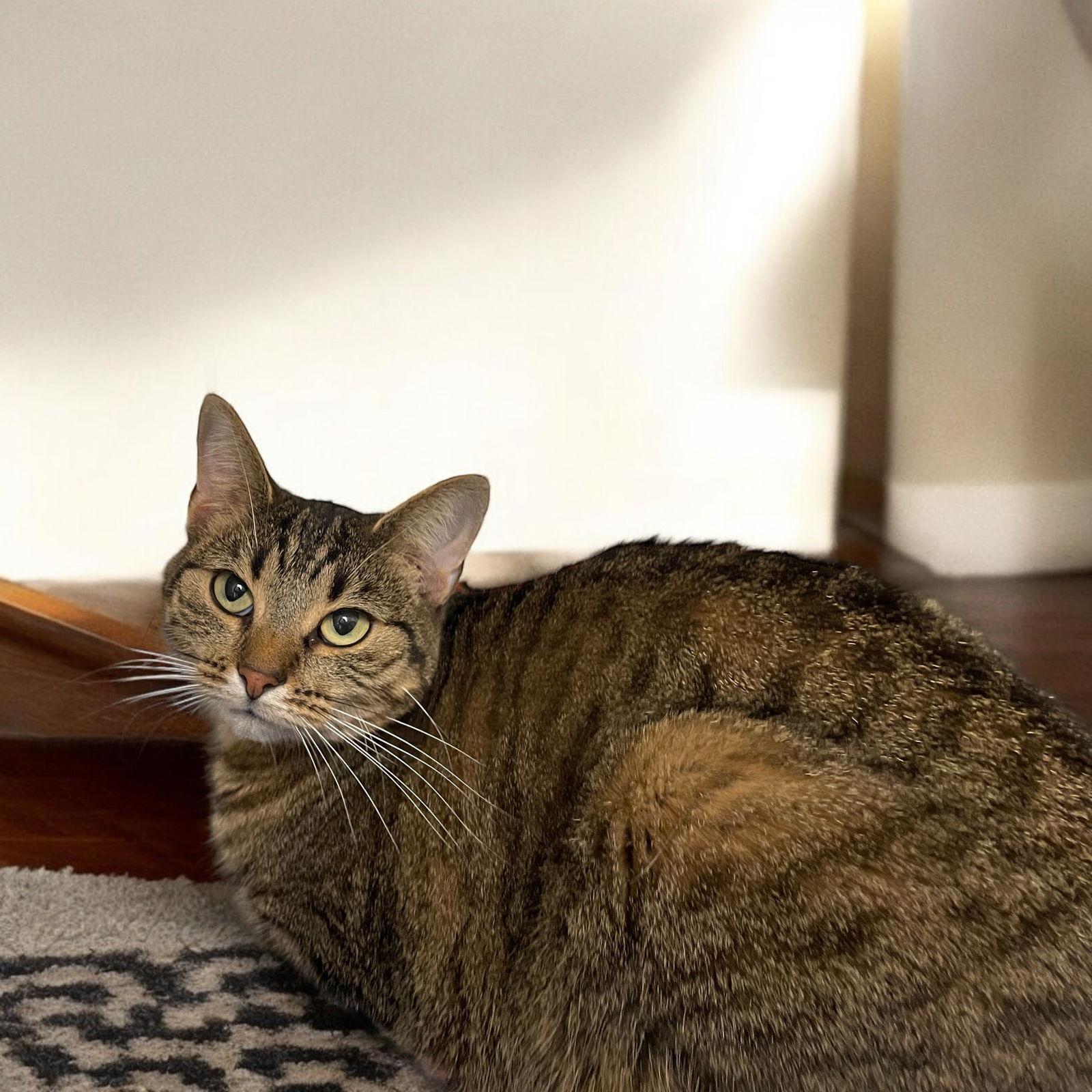 Enlarge Lucy, a Adopted Domestic Short Hair in Champaign, IL image 1/2