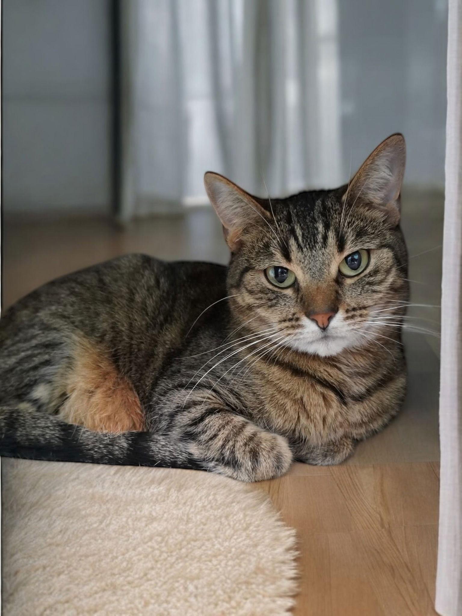 Enlarge Lucy, a Adopted Domestic Short Hair in Champaign, IL image 2/2