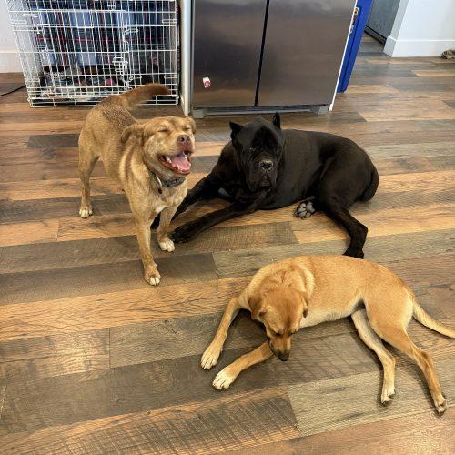 Enlarge Cody, a Adoptable mixed breed in Visalia, CA image 1/6