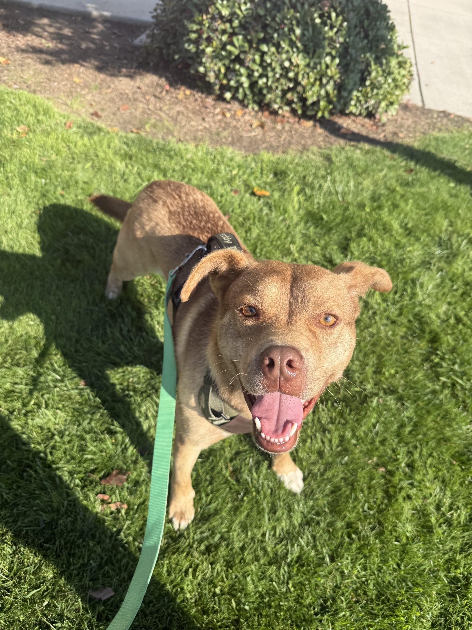 Enlarge Cody, a Adoptable mixed breed in Visalia, CA image 2/6