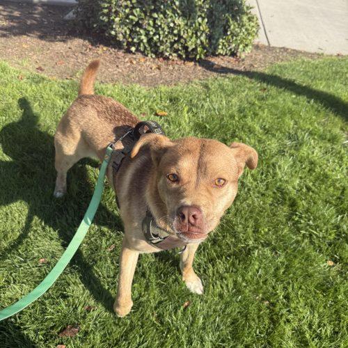 Enlarge Cody, a Adoptable mixed breed in Visalia, CA image 3/6