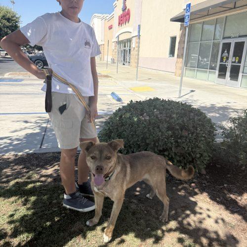 Enlarge Cody, a Adoptable mixed breed in Visalia, CA image 4/6