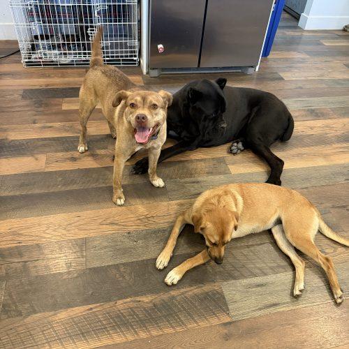 Enlarge Cody, a Adoptable mixed breed in Visalia, CA image 6/6