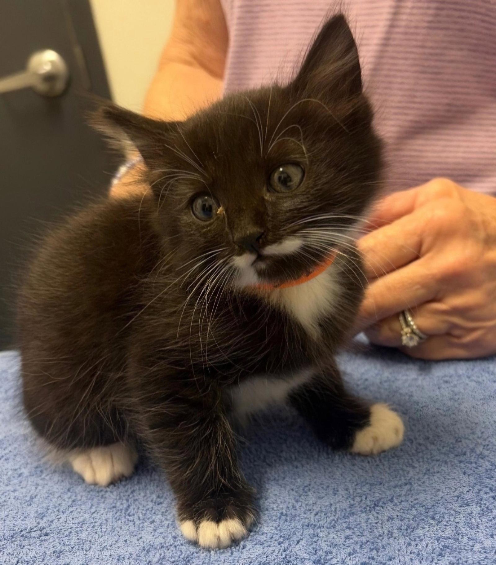 Shadow, Adoptable, Kitten Male Domestic Medium Hair.