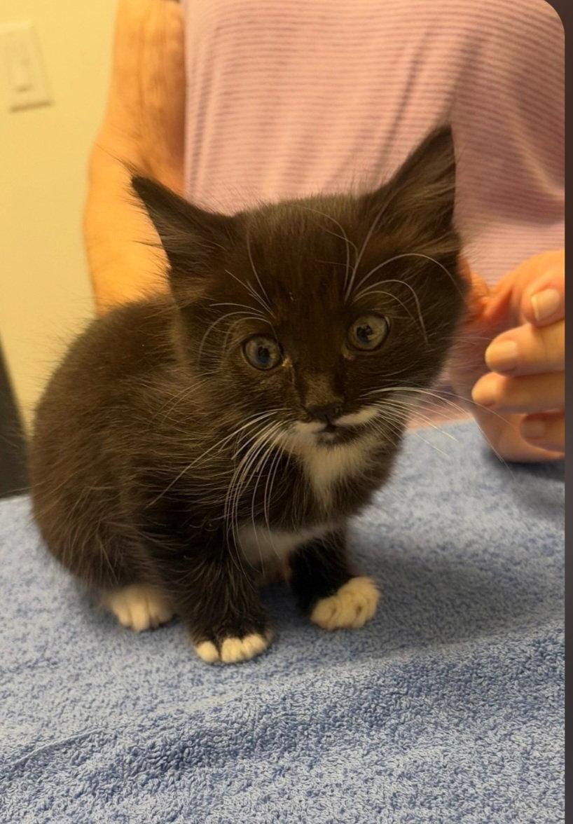Enlarge Shadow, a Adoptable Domestic Medium Hair in Blairsville, GA image 2/3